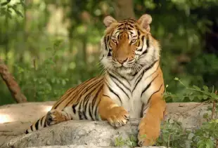 wildlife