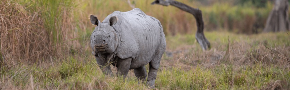 Kaziranga And Nameri